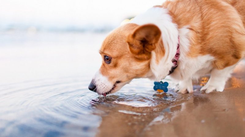 Dog Drink