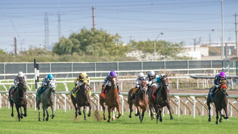 horse race