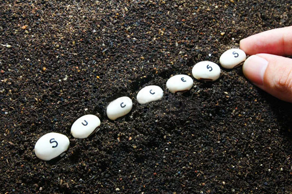 Success Seeds