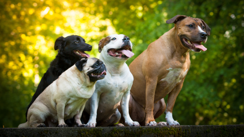 Dogs Pack